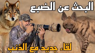 البحث عن الضبع : لقاء جديد مع الذئب الذهبي الإفريقي Moroccan Wildlife