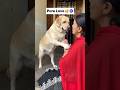Pure love 🧿 || labra rubi || #shorts #youtubeshorts #labrador #dog #cute #maa #viralshort #trending