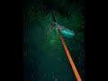 Night Spearfishing #freediving #spearfishing