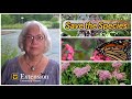 Saving a species  milkweed for monarchs