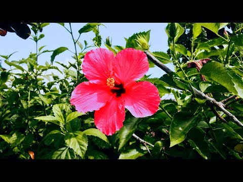 Red Blooming Hibiscus Flower Plant Slow Motion Clip