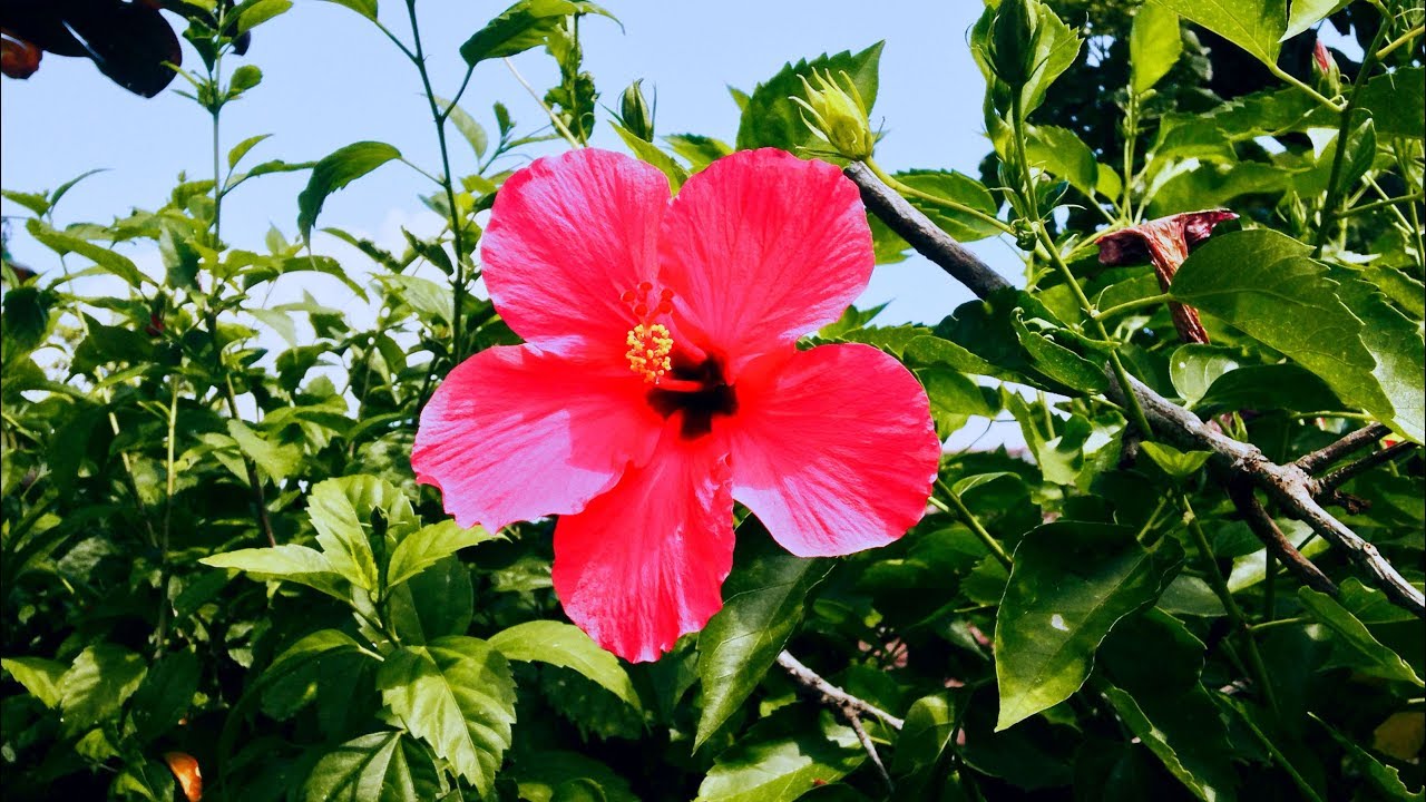 Red Blooming Hibiscus Flower Plant Slow Motion Clip YouTube