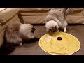 Funny Cat Compilation - Have A Look At The Funniest Ragdoll Cats On The Web!