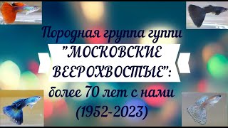видео: Породная группа гуппи  картинка: Породная группа гуппи