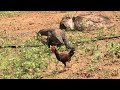 Newhow komodo dragons hunt rooster and immediately swallow them