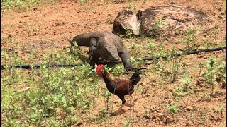 New🔝how komodo dragons hunt rooster and immediately swallow them. Resimi