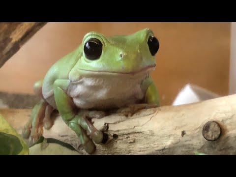 可愛いカエルちゃん達 Cute Frogs イエアメガエル R Youtube