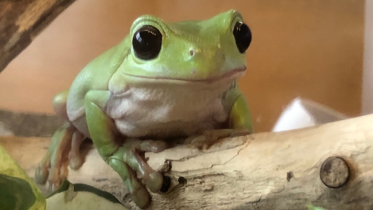 可愛いカエルちゃん達 Cute Frogs イエアメガエル R Youtube