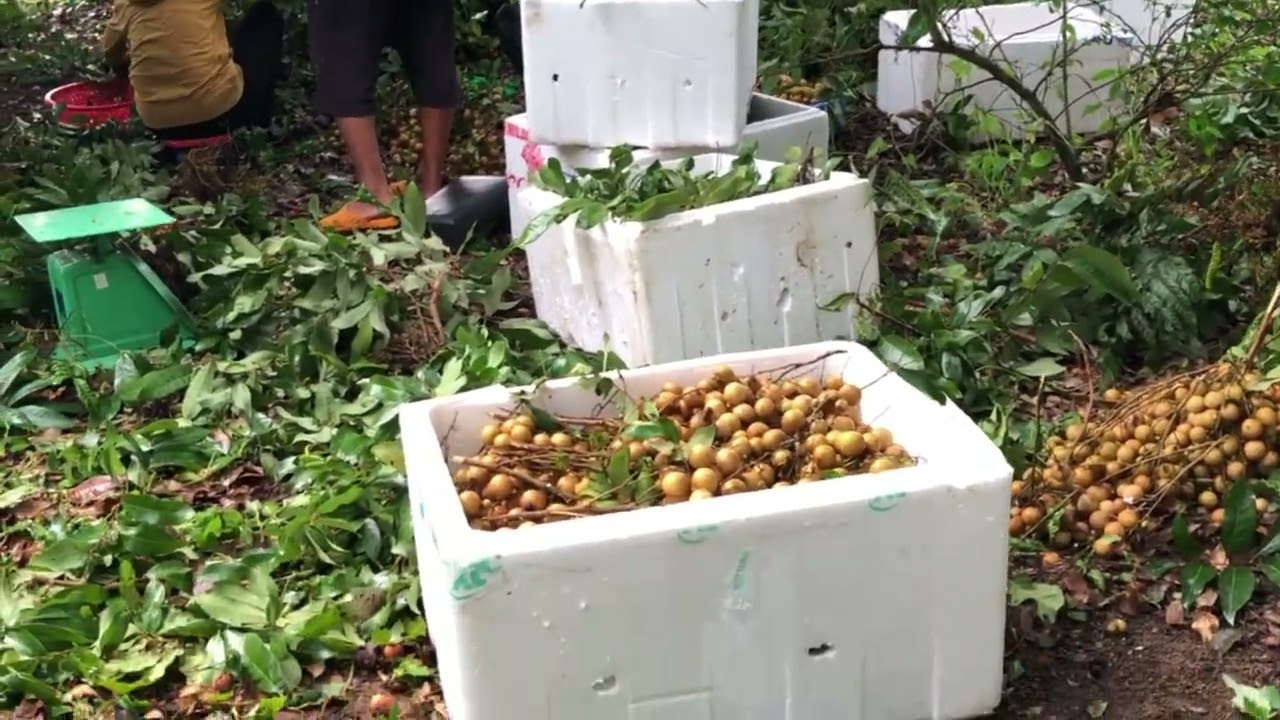 Vườn  nhãn   Trái   Đến  ngày  thu hoạch   :   Khởi  cao  lãnh   .