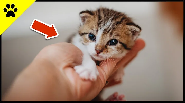 Learn How Baby Kittens Grow: 0-8 Weeks! ❤️ (SO CUTE)