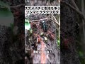 スズメバチと樹液を争うツシマヒラタクワガタ #shorts
