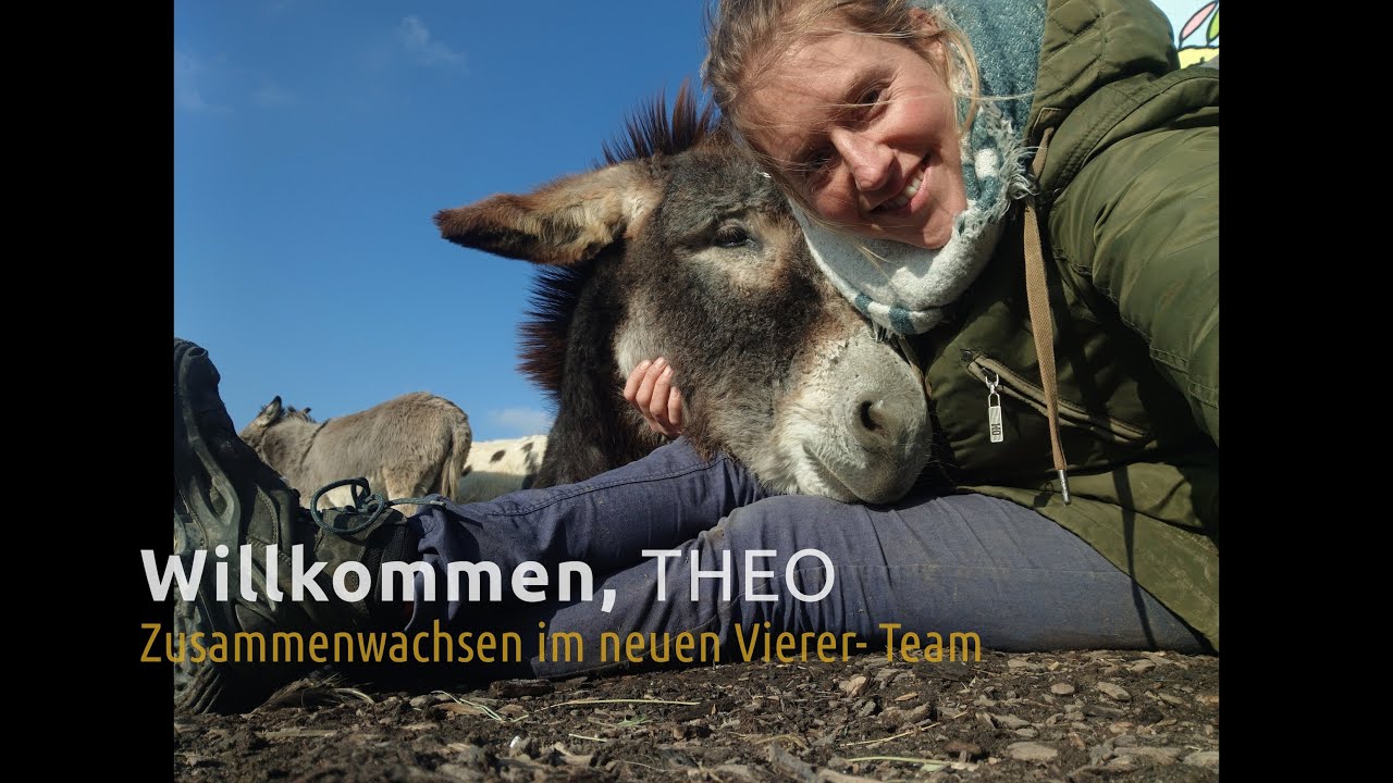 Unser neues Teammitglied Theo – junger andalusischer Riesenesel