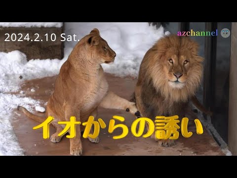 【旭山動物園ライオン】オリト＆イオ：イオに誘われて緊張しながらテラスで休むオリト！その緊張は次第にほぐれて行く