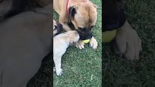 Bullmastiff Puppies for sale Texas