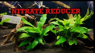 Anubias | Nitrate reducer | Planted Aquarium | Tamil