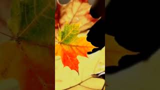 autumn leaf footage #autumn #leafs