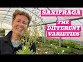 Saxifraga showcase fantastic options for your garden