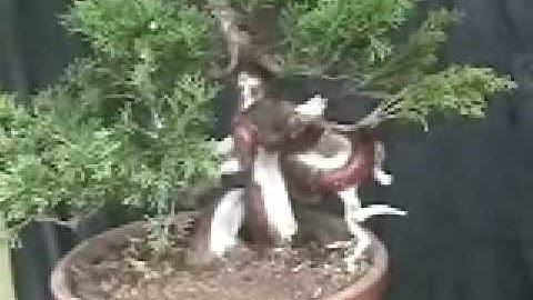 bonsai video juniperus chinensis itoigawa