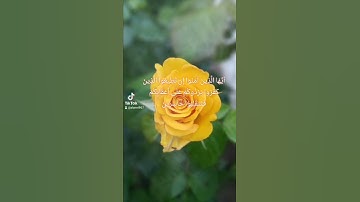 تلاوة خاشعة للشيخ سعد السبيعي