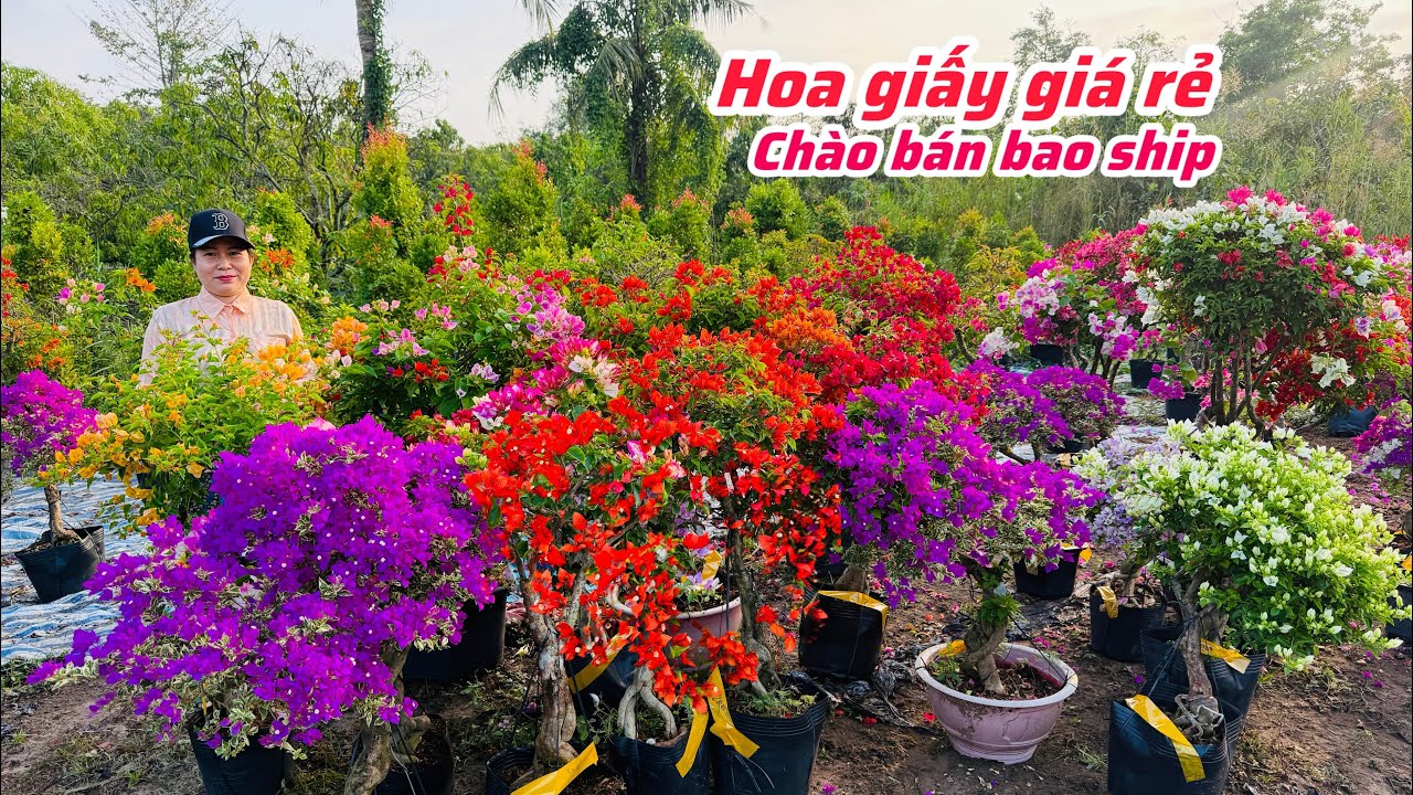 Hoa giấy nhiều loại cây gọn giá rẻ chào bán..17/01😘📲 0939.885.905.Thu-Cúc 