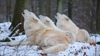 Arctic Wolves haunting howling