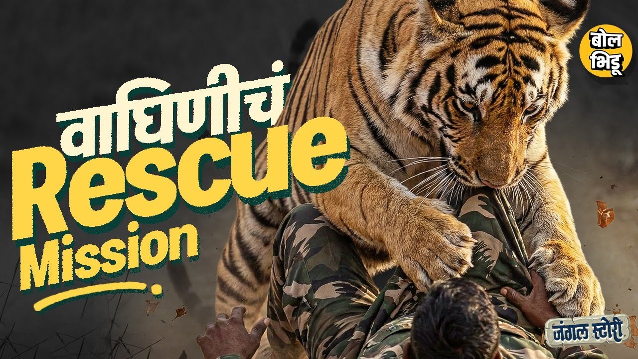 Jungle Stories: लोकवस्तीत आलेल्या वाघिणीला STPF टीमने आपला जीव धोक्यात घालून जंगलात कसं परत पाठवलं?