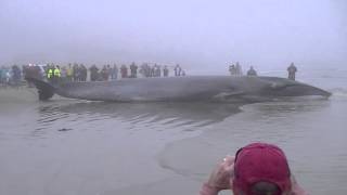 Whale - Galveston