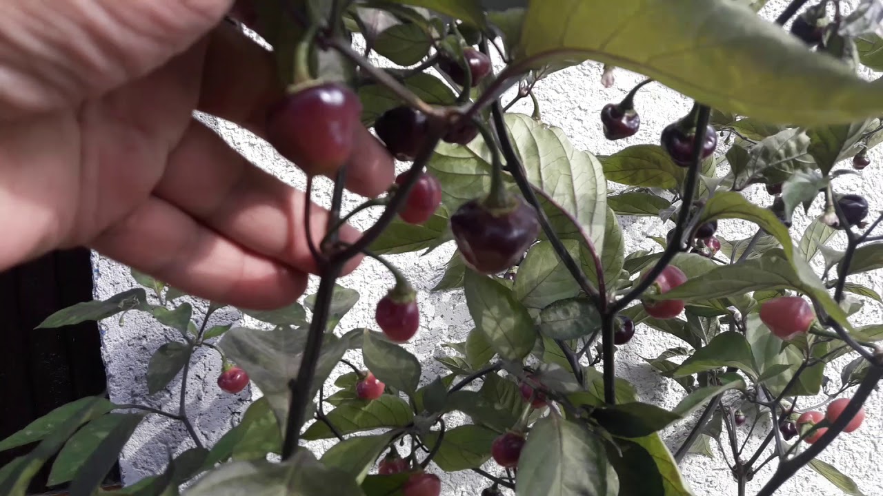 Cheiro Roxa - Chili Zajecar 2017