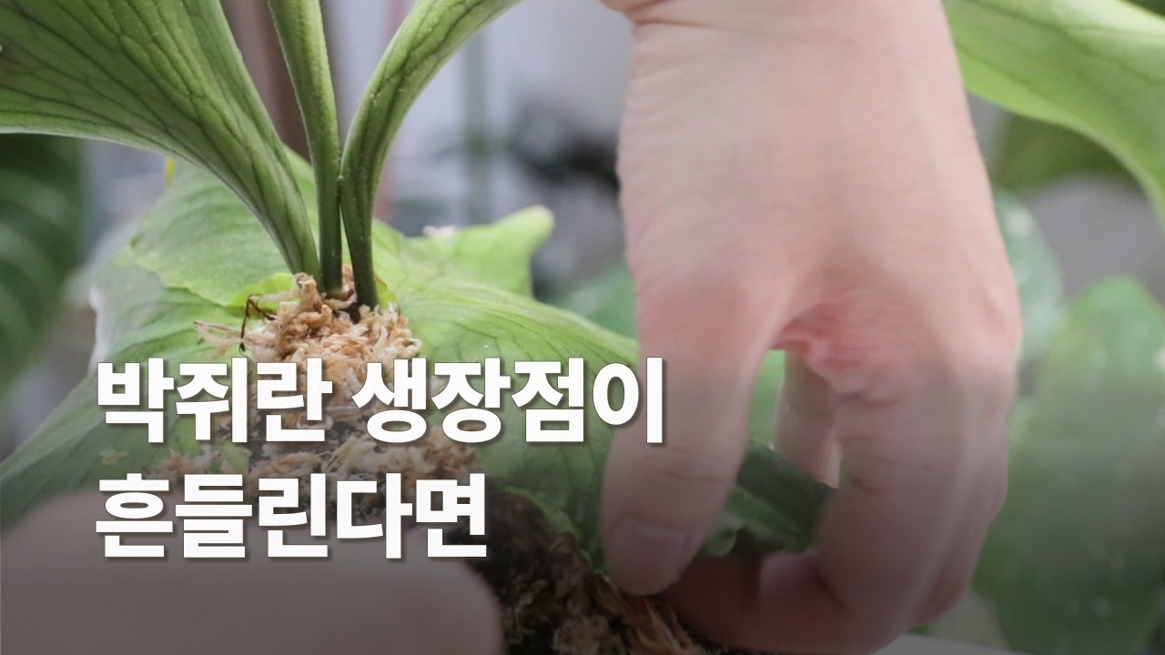 박쥐란 원종 코로나리움 재부작하기 | 생장점 보강 측아 관리 
