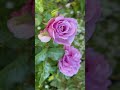 A garden with roses #cottagegarden #roses #rosegarden #rosegardening #gardenroses