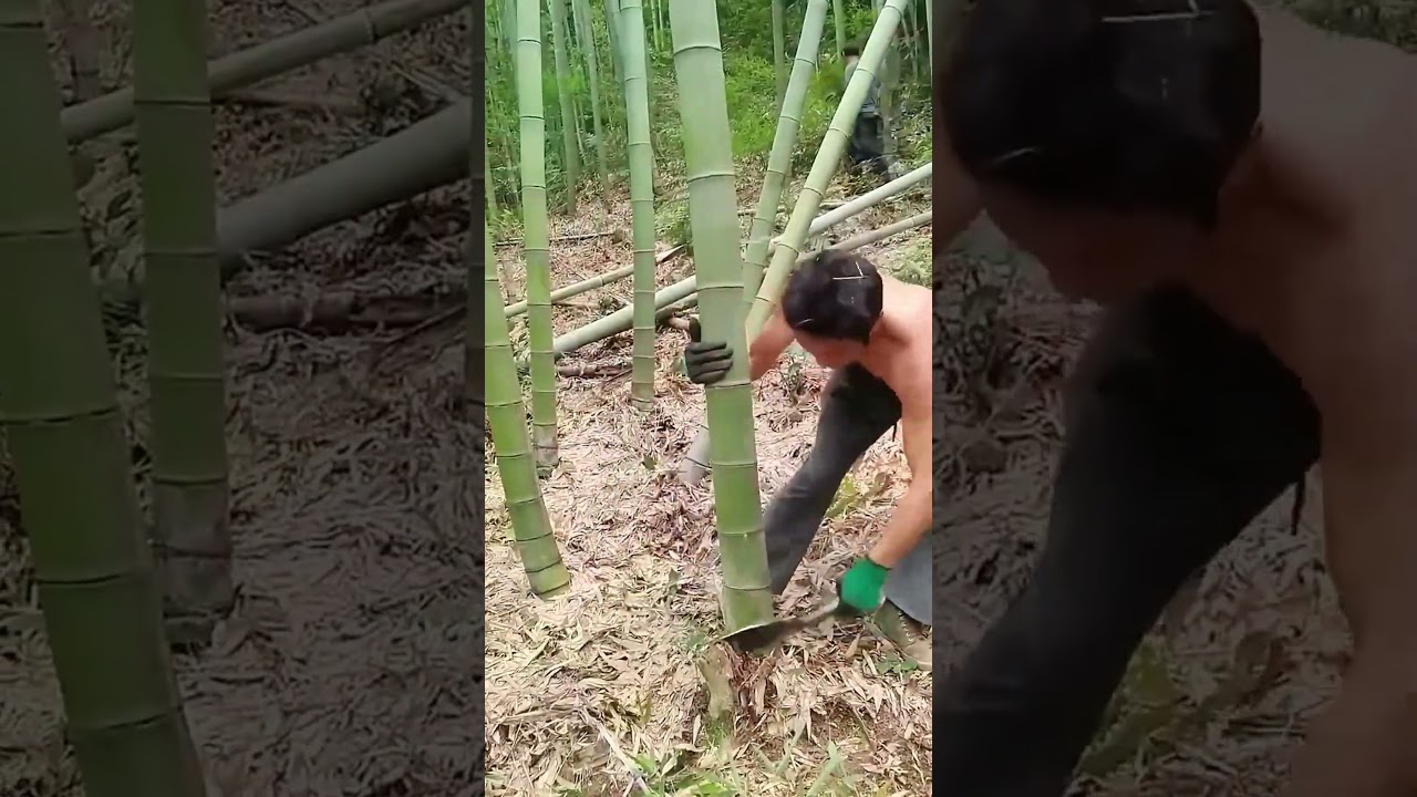 The process of cutting down a bamboo stick in the forest