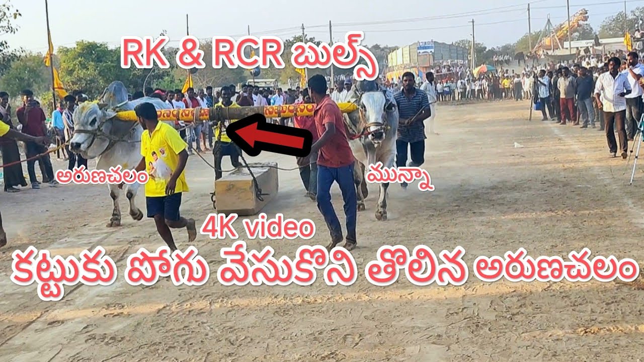 కాల్వబుగ్గ న్యూ క్యాటగిరి 15వ జత RK & RCR బుల్స్ 