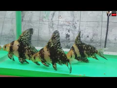 Cá Trường Giang Hổ (Chinese Hi Fin Banded Shark – Myxocyprinus asiaticus)