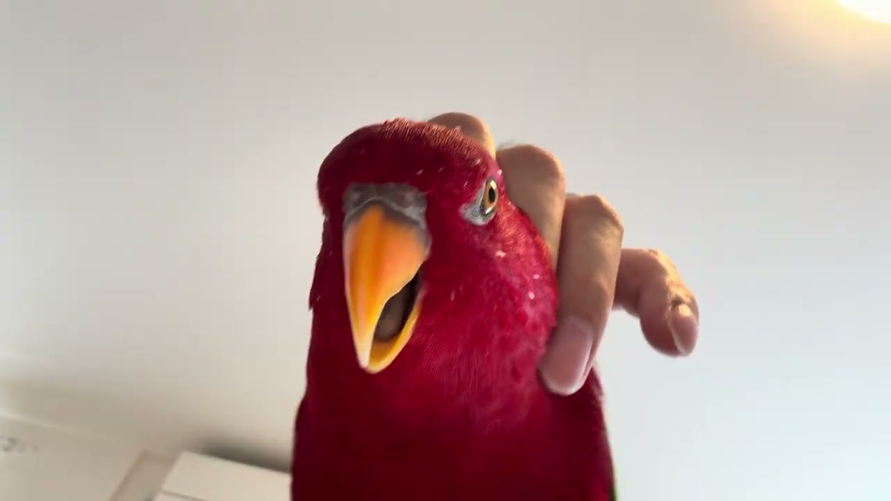 Pin Pin feather Pin feather