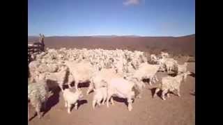 los chivito saliendo del corral en busca de su mama mira