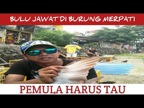 BURUNG MERPATI/DARA BARU TUMBUH BULU JAWAT DI UJUNG SAYAP  #JANGAN DI LEPAS(DITERBANGKAN)