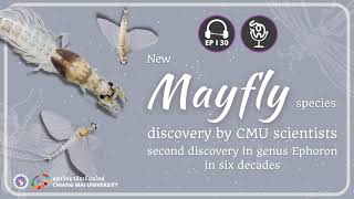 New Mayfly species discovery by CMU scientists: second discovery in genus Ephoron in six decades