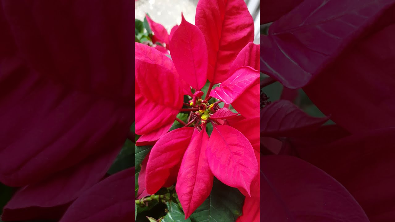 Tried and proven way to turn a poinsettia red for Christmas. December