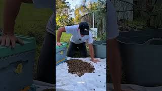 His Ceiling Was Hiding a Massive Bee Colony #shorts