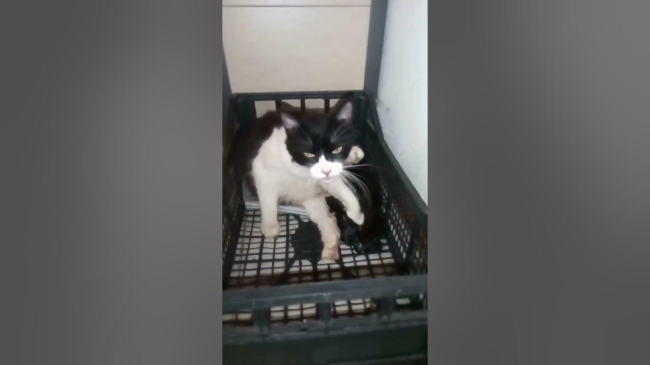 The Sweetness of Newborns My Cat Aisha with Her Just Born Kittens