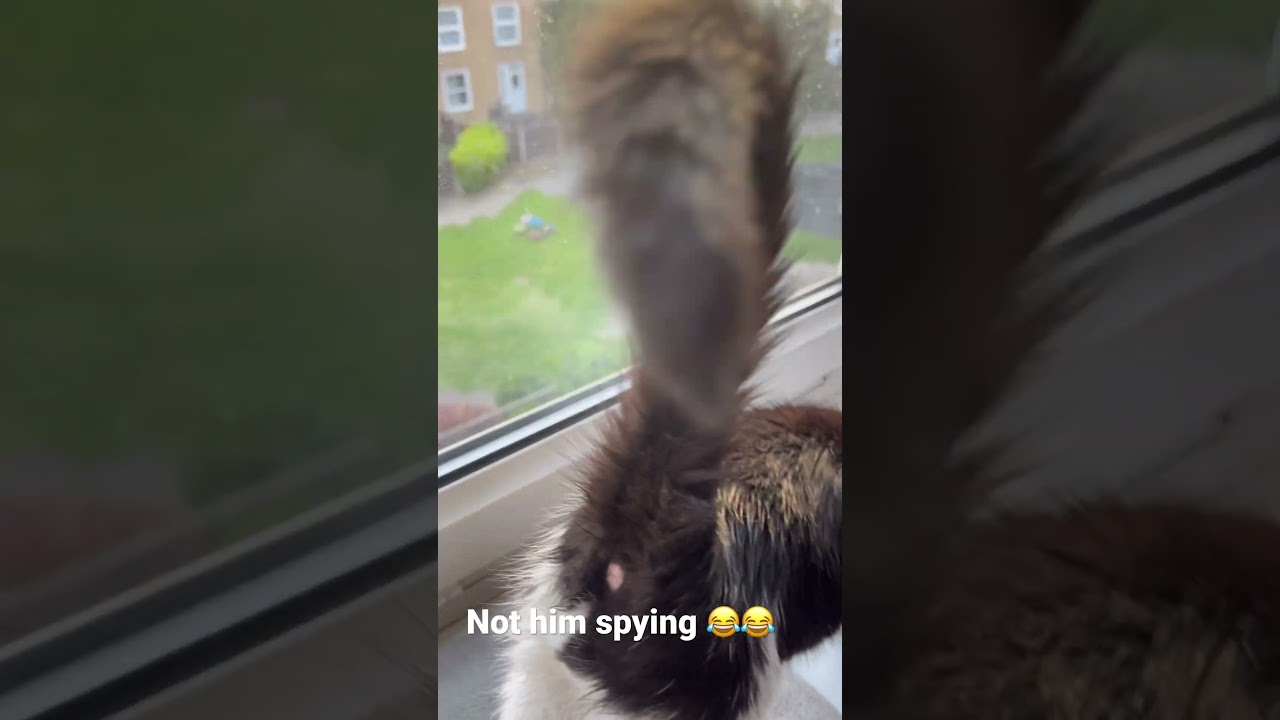 When he’s an indoor cat watching an outdoor cat 