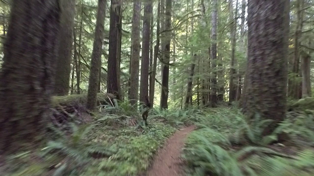 Lewis River Trail 2018 Oct., IBIS RIPMO