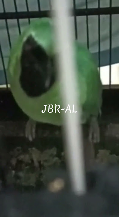 cucak hijau suara terkasar#shorts [@JBR-AL]