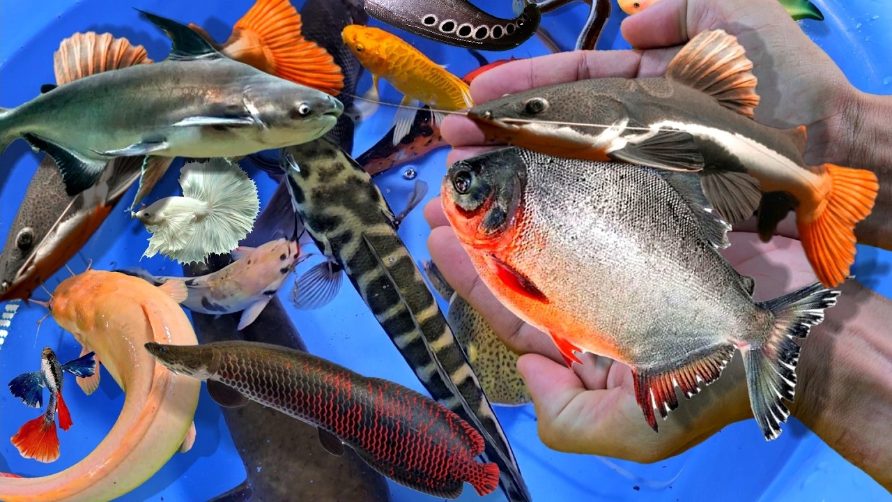 Ловля пресноводных декоративных рыб, включая змееголовов, бойцовых рыбок, золотых рыбок, сомов и ...