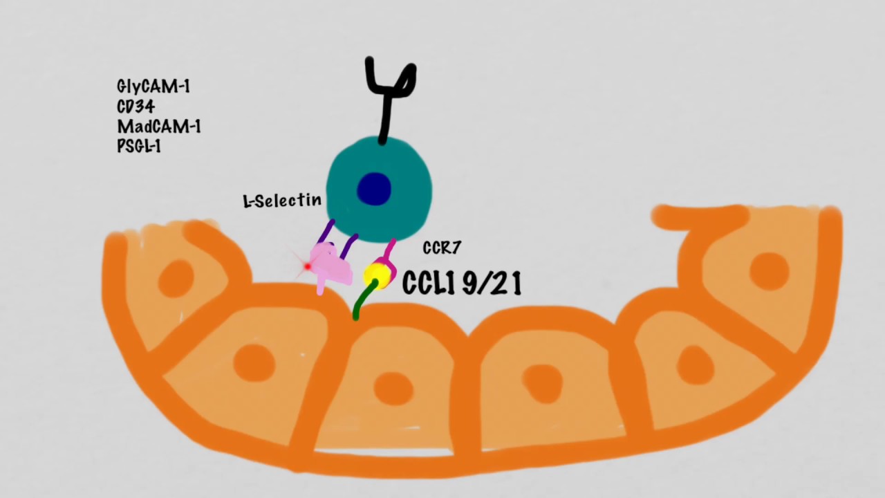 Рециркуляция лимфоцитов