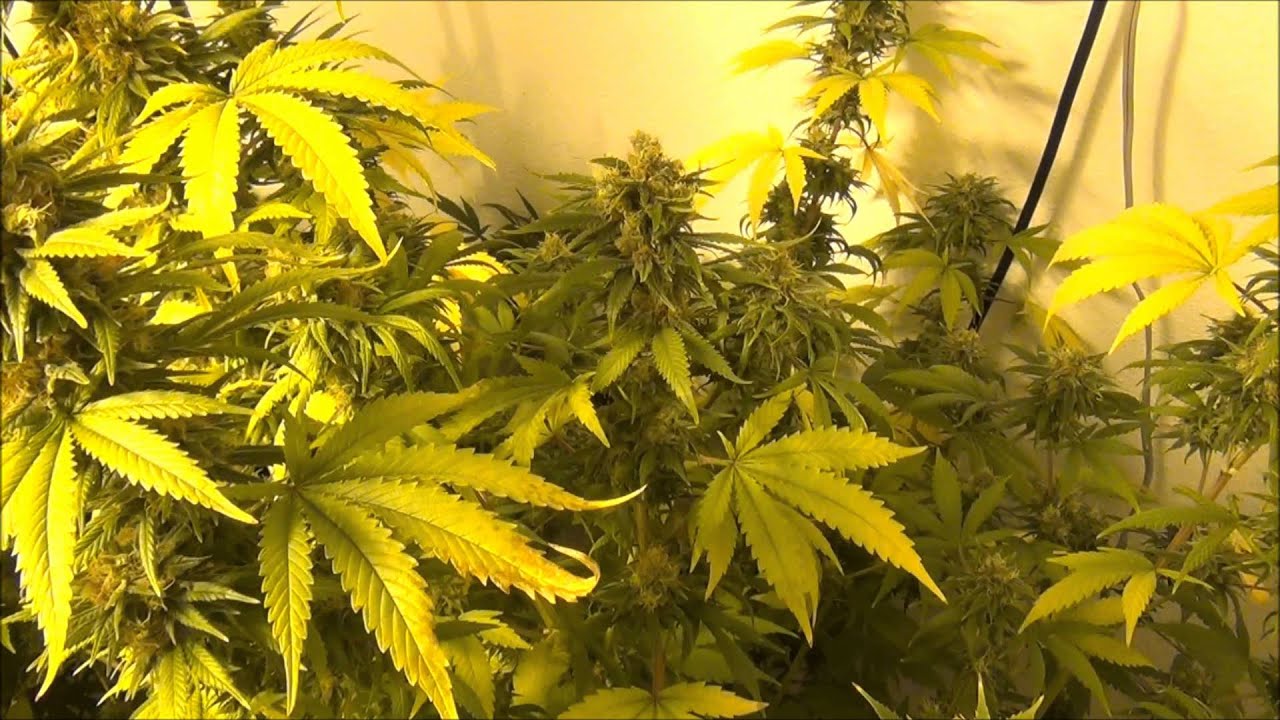 Super Silver Haze Ready for Harvest    01072014