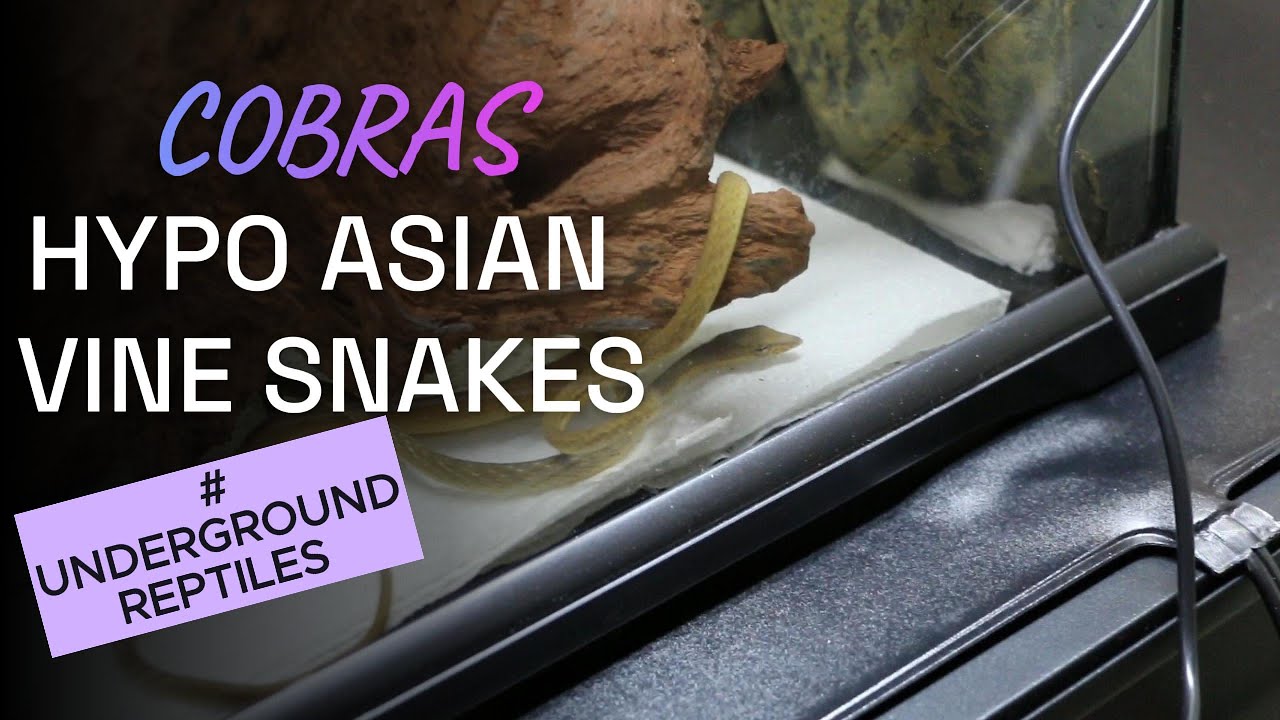 Egyptian Cobra Feeding Baby Hypo Asian Vine Snakes Testing Out Photo Inspiration