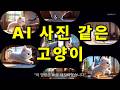 [AI 사진 같은고양이 with 그록] - Appstar AI