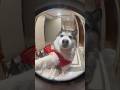 Came Home Late… Did Their Owner Lock Them Out!