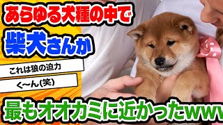 【2ch動物スレ】柴犬さんはあらゆる日本犬種の中で最も狼に近い気高い犬種である